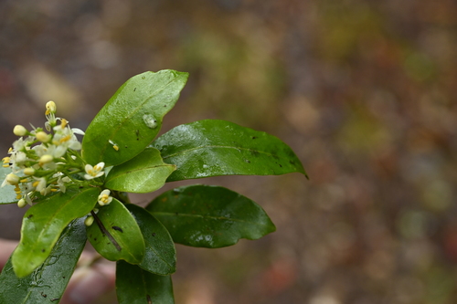 Image of Skimmia japonica by (c) 曾昱承 Yu-Cheng Zeng, some rights reserved (CC BY)