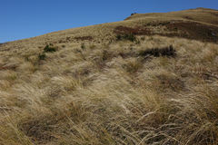 Chionochloa rigida rigida