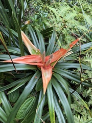 Freycinetia arborea