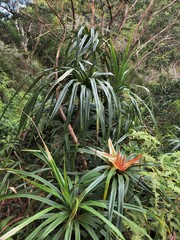 Freycinetia arborea