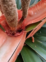 Freycinetia arborea