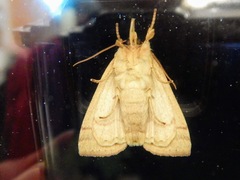 Halysidota tessellaris