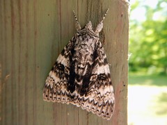 Catocala semirelicta