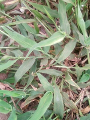 Urochloa ramosa