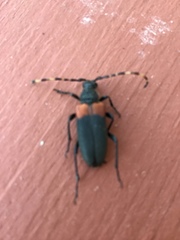 Stictoleptura canadensis