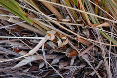 Chionochloa rigida rigida