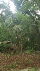 Coccothrinax