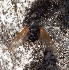 Satyramoeba hetrusca