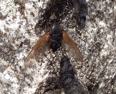 Satyramoeba hetrusca