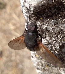 Satyramoeba hetrusca