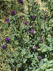 Medicago sativa sativa