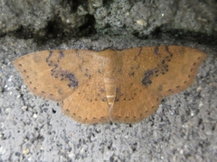 Hyposada brunnea