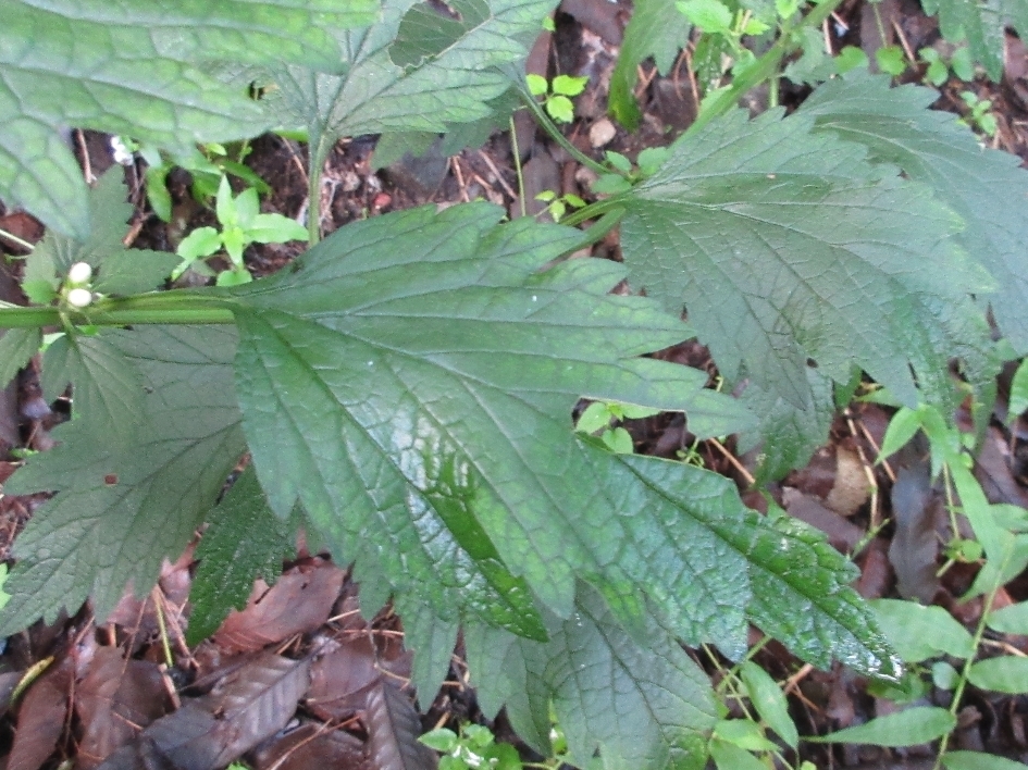 Large-flowered motherwort