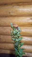 Rhodiola