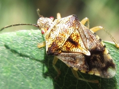 Elasmucha putoni