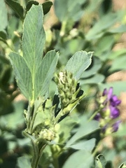 Medicago sativa sativa