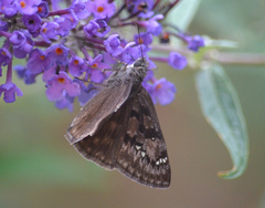 Erynnis meridianus