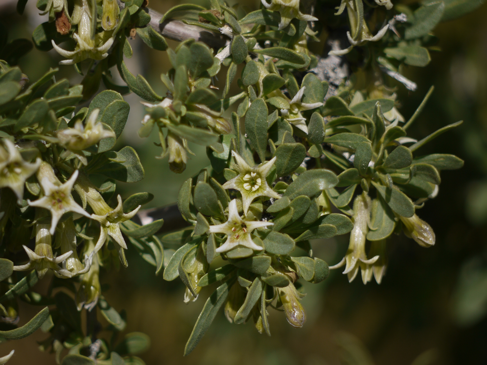 Lycium cooperi