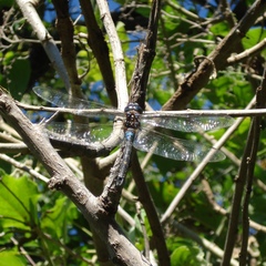 Rhionaeschna jalapensis