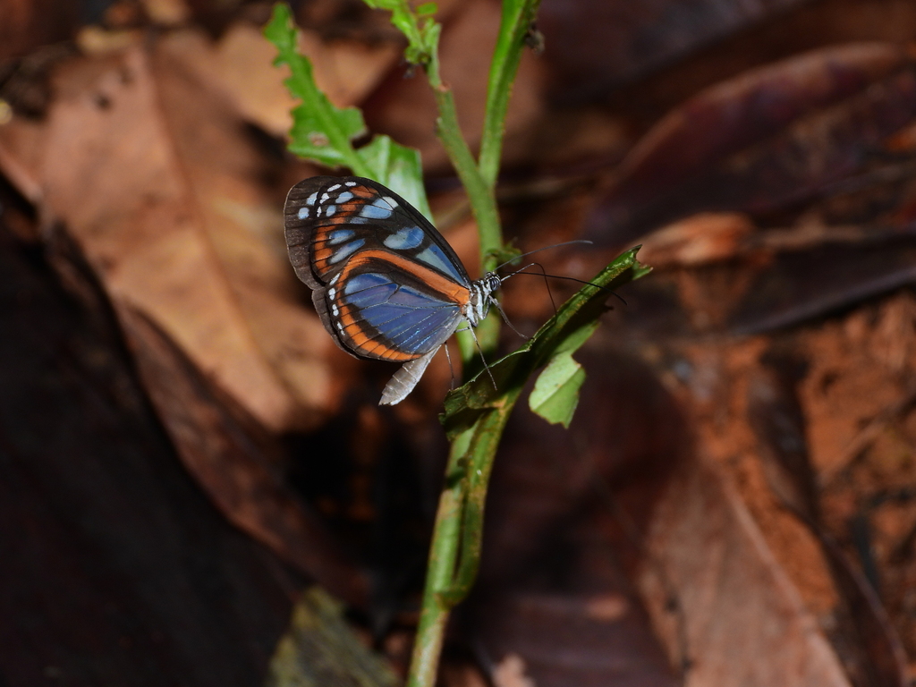 Hyposcada dujardini