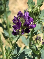 Medicago sativa sativa