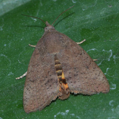 Lepidoptera