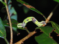 Racotis boarmiaria
