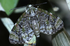 Lepidoptera
