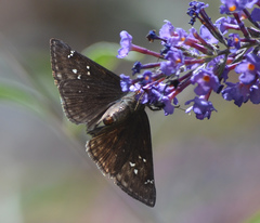 Erynnis meridianus