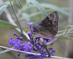 Erynnis meridianus