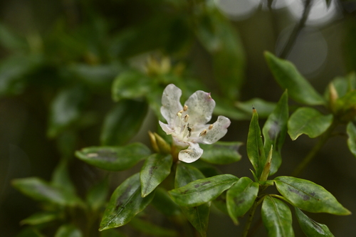 Rhododendron ovatum, photograph 5