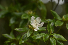 (c) 曾昱承 Yu-Cheng Zeng, some rights reserved (CC BY) Rhododendron ovatum, photograph (c) 曾昱承 Yu-Cheng Zeng, some rights reserved (CC BY)