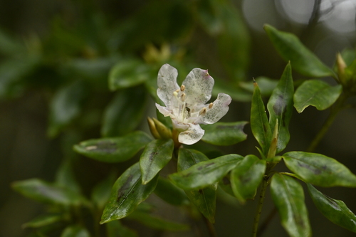Rhododendron ovatum, photograph 6