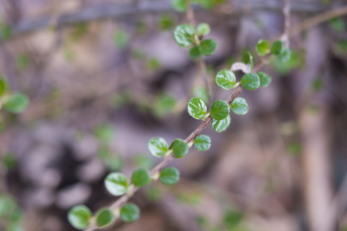 Foto de Cotoneaster