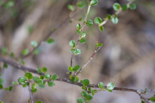 Foto de Cotoneaster