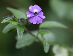 Browallia americana