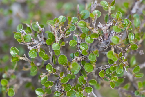 Foto de Cotoneaster