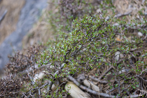 Foto de Cotoneaster