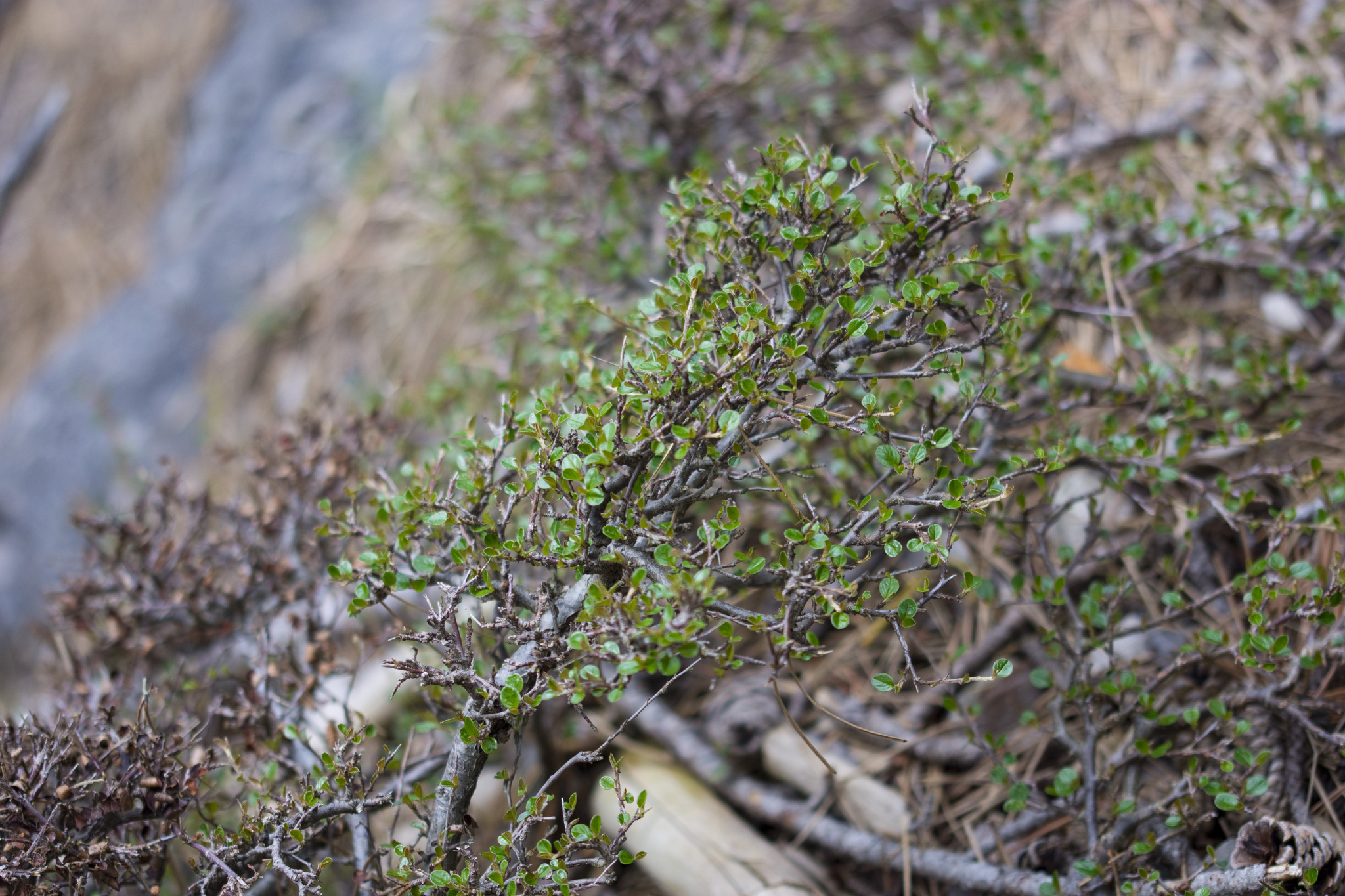 Imagem de Cotoneaster