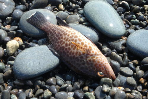 Epinephelus areolatus