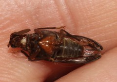 Arrhaphipterus vanderwolfi