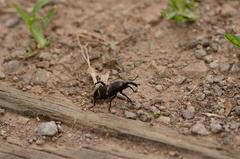 Cactophagus spinolae