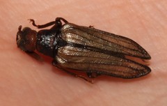 Arrhaphipterus vanderwolfi