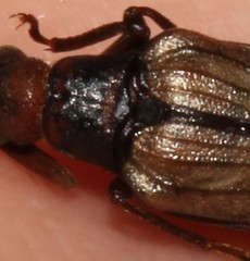 Arrhaphipterus vanderwolfi