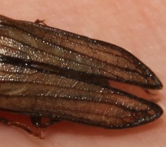 Arrhaphipterus vanderwolfi