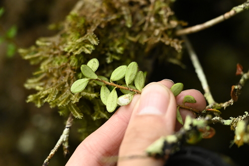 Vaccinium delavayi, photograph 1