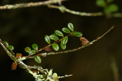 Vaccinium delavayi