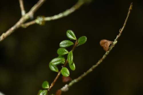 Vaccinium delavayi, photograph 2
