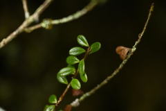 (c) 曾昱承 Yu-Cheng Zeng, some rights reserved (CC BY) Vaccinium delavayi, photograph (c) 曾昱承 Yu-Cheng Zeng, some rights reserved (CC BY)
