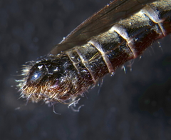 Neomochtherus schineri